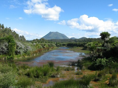 Wildlands-Norske Skog wetland restoration project, Kawerau