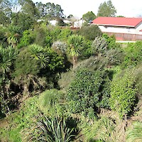 Established plantings, free of invasive weeds, Botany Creek, August 2008