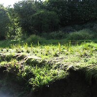 Young plantings require releasing from weeds, Opanuku Stream, October 2009