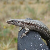 Shore skink was recorded both inside and outside the rabbit-proof fence