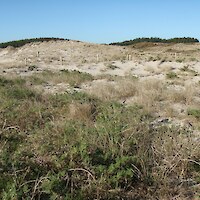 Spinifex sandfield and grassland is present near vegetation monitoring Plot 29