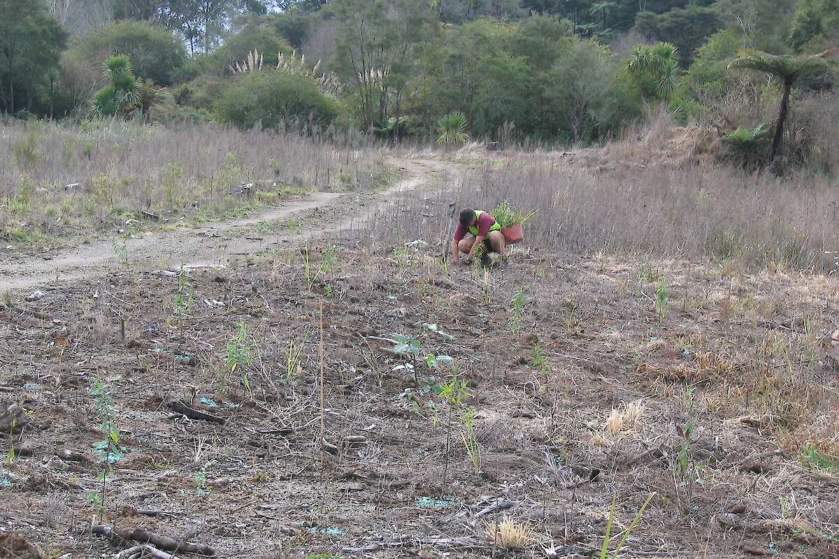 Indigenous plantings, 2006
