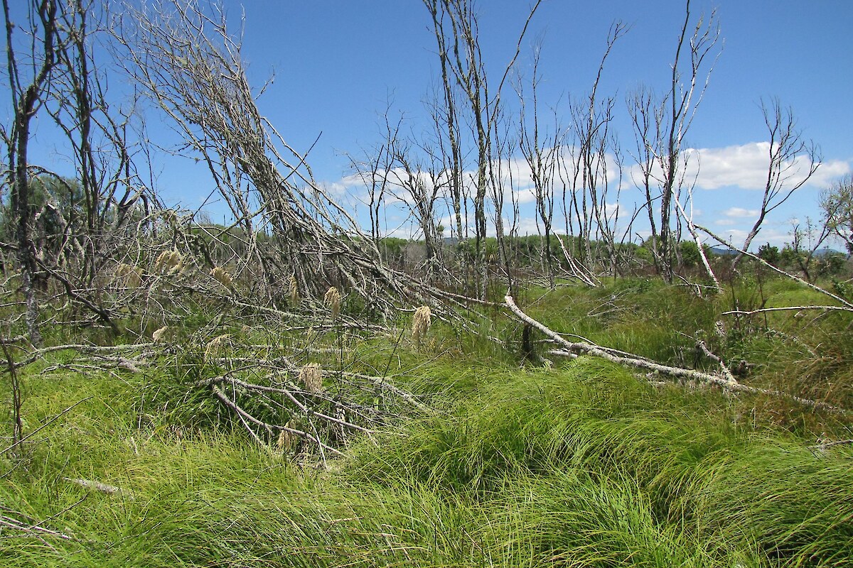 Healthy regeneration of indigenous species following collapse of willow canopy after poisoning (December 2009)
