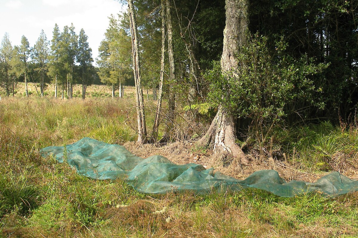 Eco-sourcing: Seed was collected from beneath the kahikatea trees using shade cloth