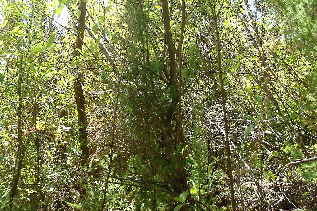 (Radiata pine-rewarewa-mānuka)/mangeao-māpou-mānuka-shining karamū scrub is present at Plot 2 (2014)