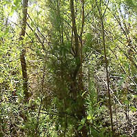 (Radiata pine-rewarewa-mānuka)/mangeao-māpou-mānuka-shining karamū scrub is present at Plot 2 (2014)