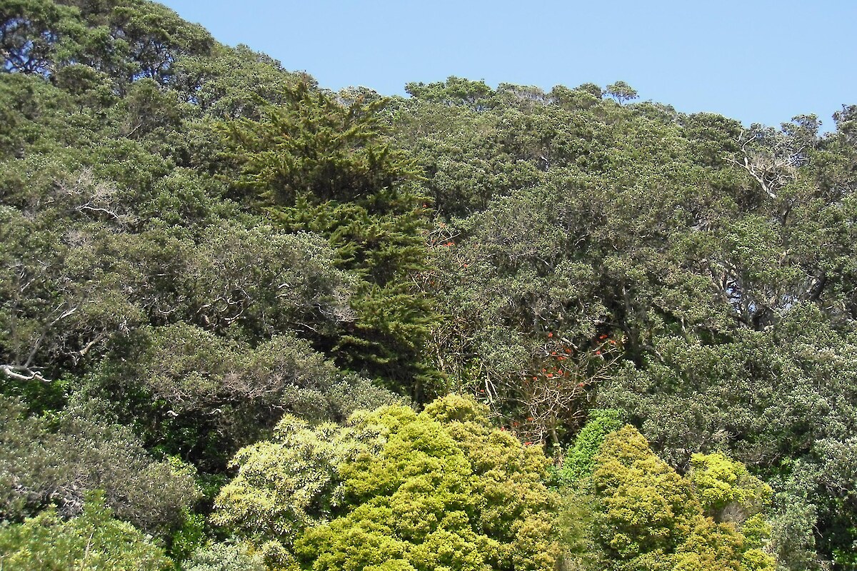 Macrocarpa, coral tree and tree privet are present in the canopy near Ohope Beach