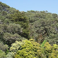 Macrocarpa, coral tree and tree privet are present in the canopy near Ohope Beach