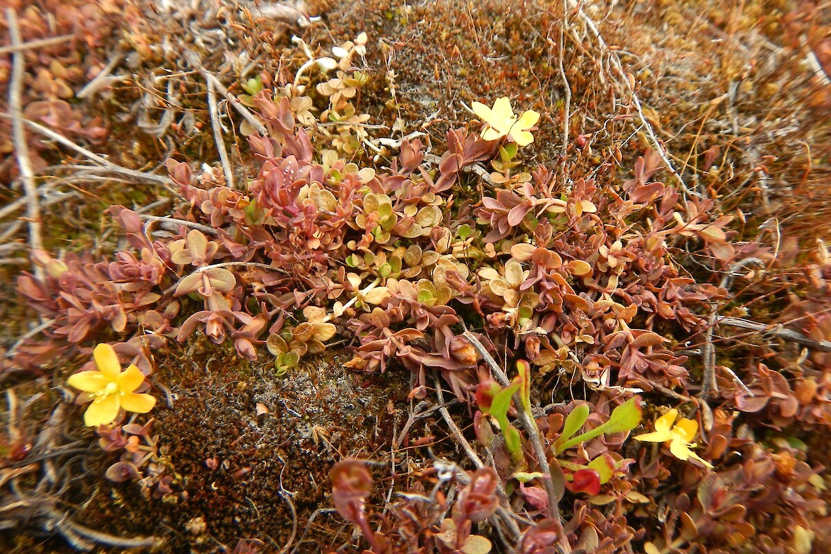 The yellow flowers and reddish foliage of <em>Hypericum rubicundulum</em> (Threatened-Nationally Vulnerable)