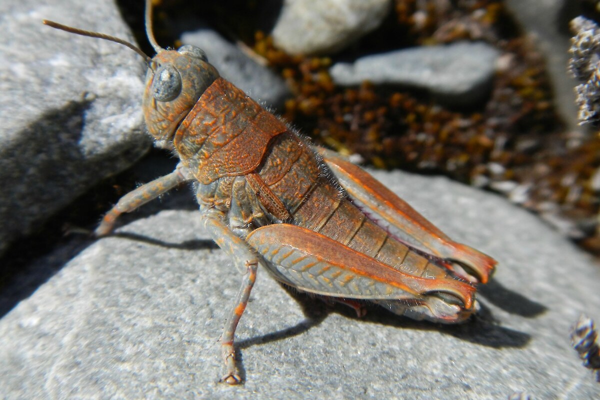 An orange morph of robust grasshopper (Threatened-Nationally Endangered) in riverbed habitat