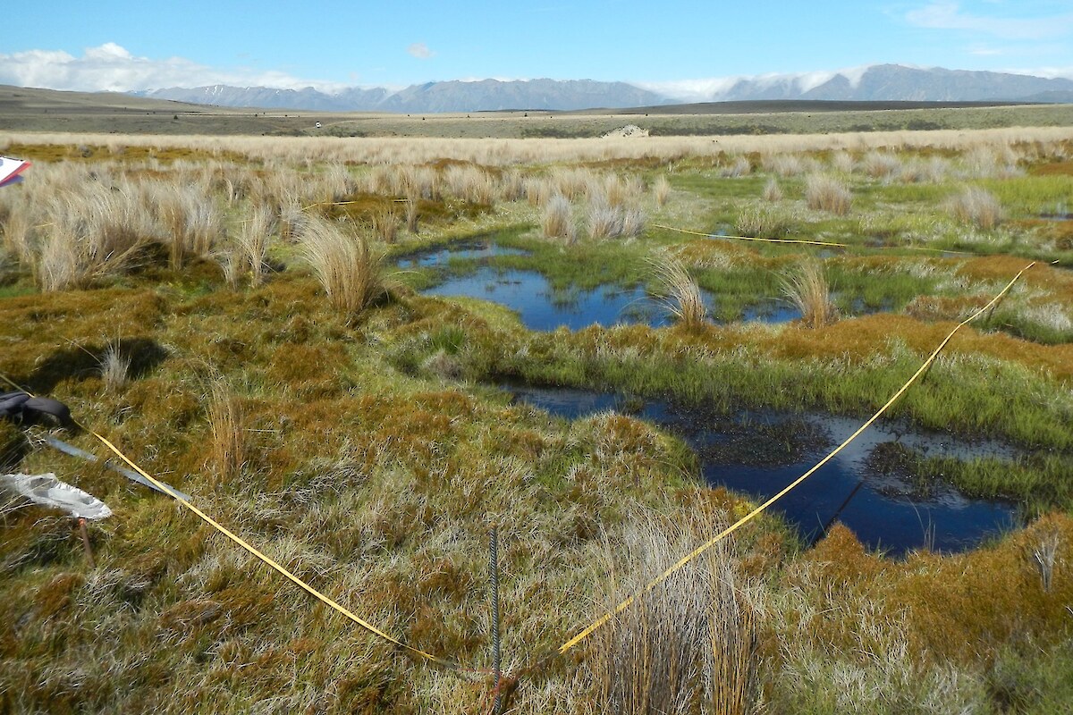 Wire rush bog on outwash plains in the Irishman Creek catchment. <em>Carex gaudichaudiana</em> dominates the stepped pool margins