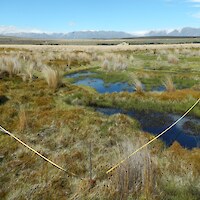 Wire rush bog on outwash plains in the Irishman Creek catchment. <em>Carex gaudichaudiana</em> dominates the stepped pool margins