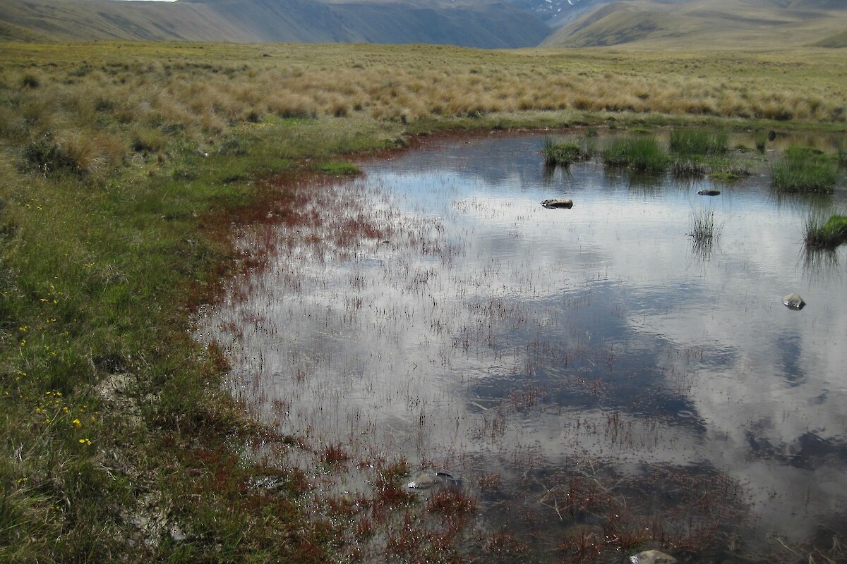 A narrow zone of ephemeral wetland turf, and abundant toad rush, on the margin of a tarn with little fluctuation in water levels