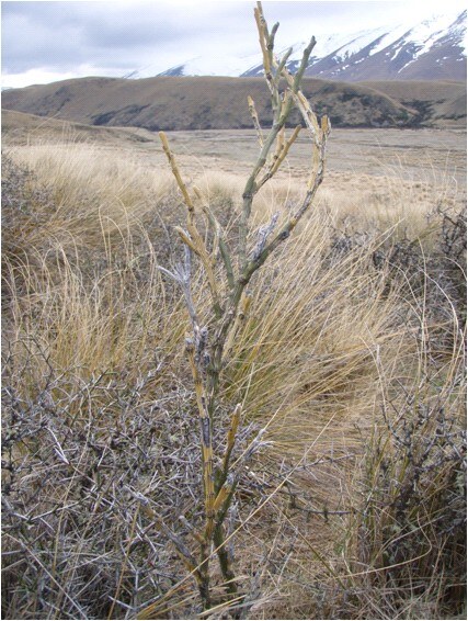 <em>Carmichaelia crassicaulis</em> subsp. <em>crassicaulis</em> (At Risk-Declining)