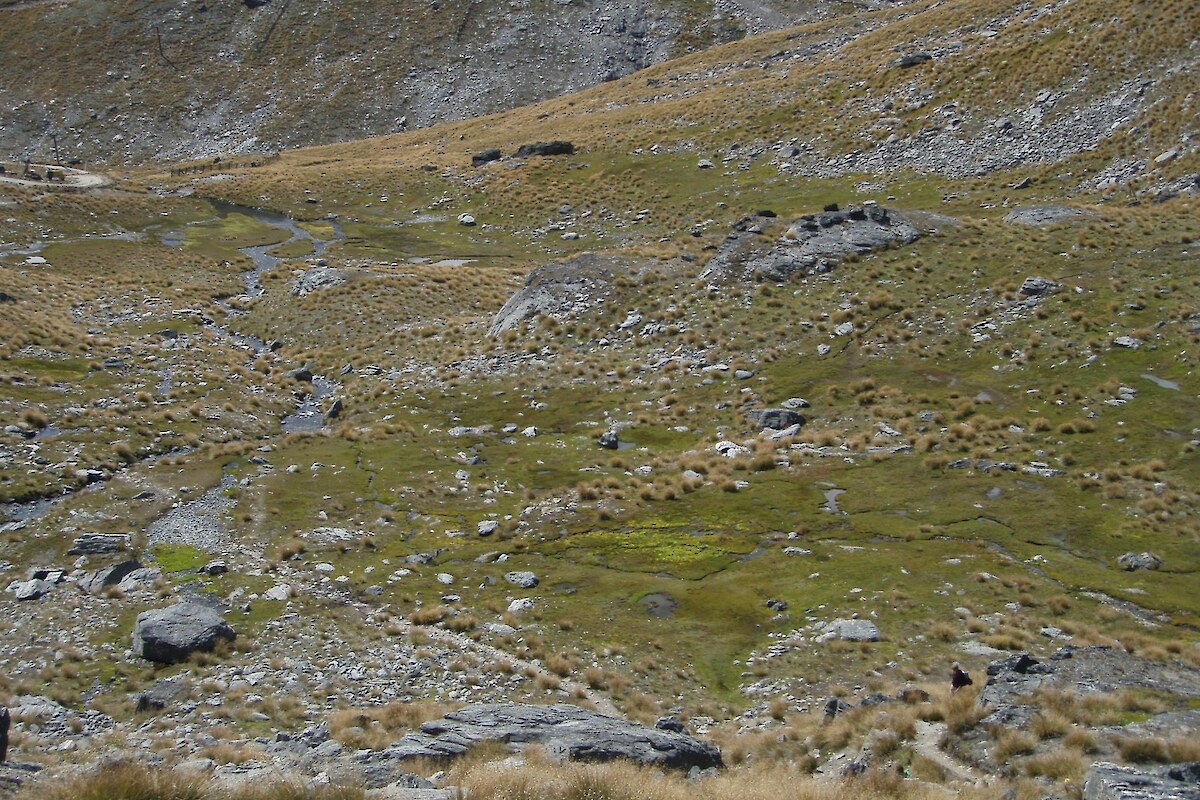 Extensive cushion bogs surround a stream draining Lake Alta