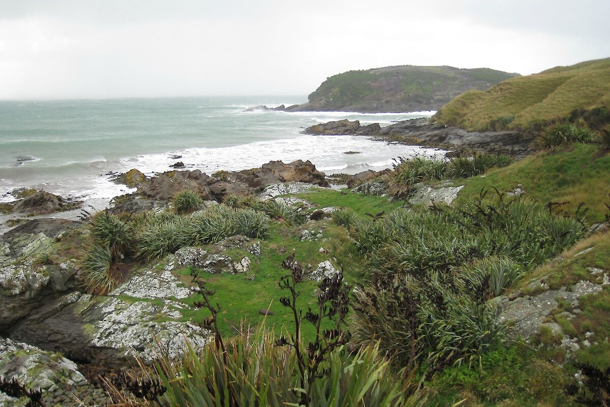 Rocky platforms and coastal turf provide haul-out sites for seals